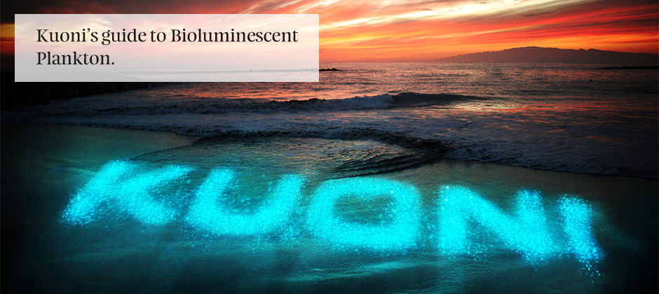 Bioluminescent Plankton | Maldives | Kuoni Travel